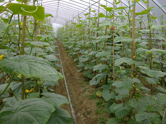 單棟農(nóng)業(yè)溫室大棚圖片5