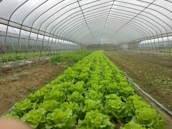 單棟農(nóng)業(yè)溫室大棚圖片4