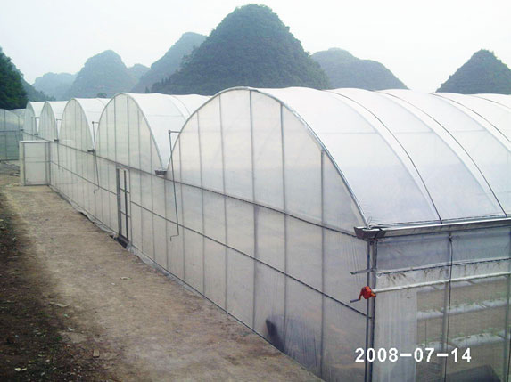 農用連棟溫室大棚圖片4