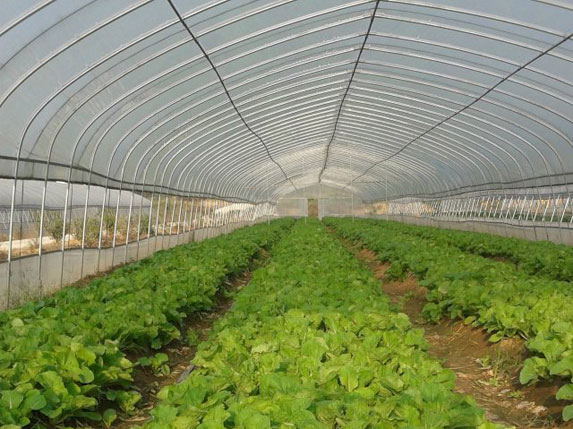單棟農(nóng)業(yè)溫室大棚圖片2
