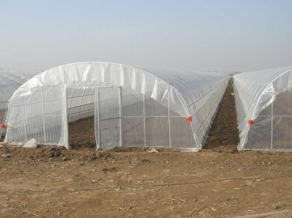 農業大棚骨架大棚圖片4