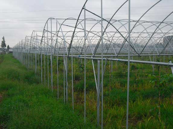 蔬菜大棚管照片2